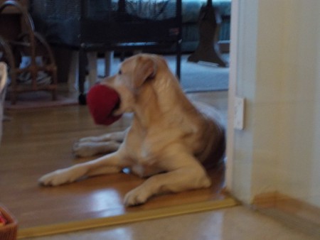 Unser Labrador Rania mit seinem Lieblingspolster